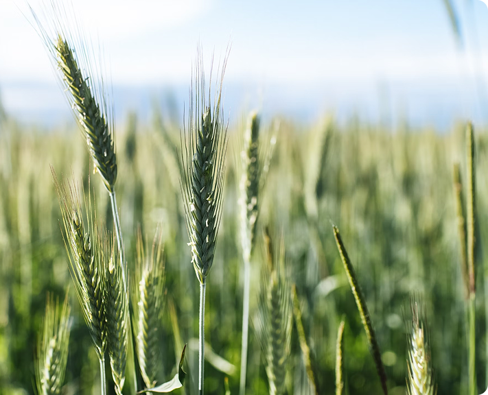 Plant Growth Regulator